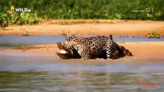 Tigers Hunting|hunting animals