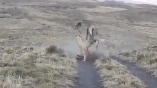 Lion Hunting ????|hunting animals