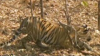 Leopardus fighting ????