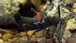 stick insect