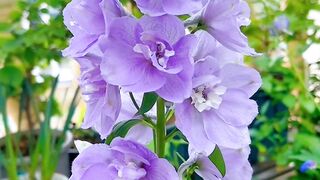 Beautifull flowers in the world