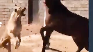 حيوانات نقبلوها ولكن الإنسان لا