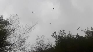 Dusk Delight: Majestic Birds in Twilight Flight