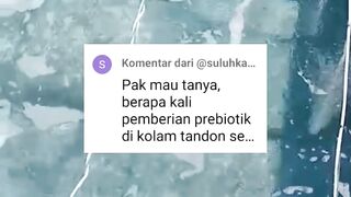 Berapa kali pemberian PROBIOTIK dikolam TANDON❓