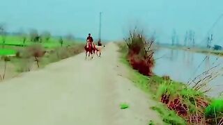 My horse my video