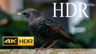 4K HDR 60fps Dolby Vision Demo With Relaxing Music_ True Color