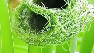 wath a house of Bird #birds #housedesign  #saanimalsafari