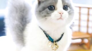 Feline Frenzy: Purr-fectly Paw-some Adventures with Fluffy Friends!"