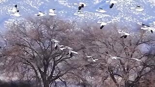 See birds