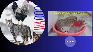 Beaux chats drôles