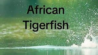 African fish tiger