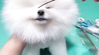 Cute Animal