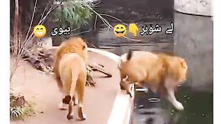 Funny