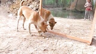 Funny video | comedy video | viral video