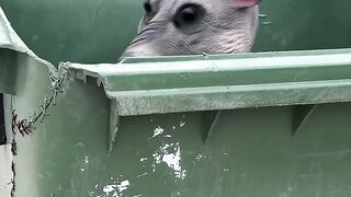 Funny video ????????‍♂️