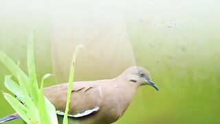 salahuddan ayyubi amazing clip
