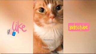 New funny video