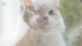 Cat sound effect ????new cat and dog videos
