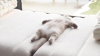 Cute cat / funny cats videos