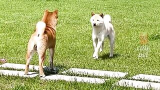 Dog lover / beautiful Dogs Videos