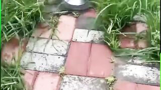Drone Transporting Rice Seedlings