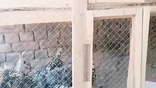 Subscribe to our YouTube channel to watch videos of rare chickens and birds