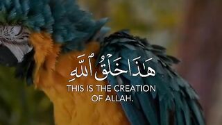 Quran ki tilawat