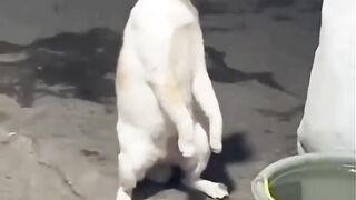 Kucing putih emang aneh