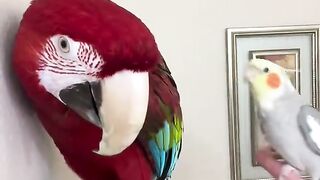 entertainment