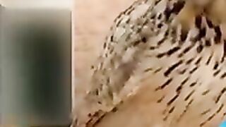 Bast.funny.animal.video