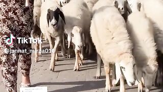 Best to funny videos.real funny videos. funny video.viral funny video.latest funny video