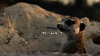Meerkat, the animal that kills the most of its kind