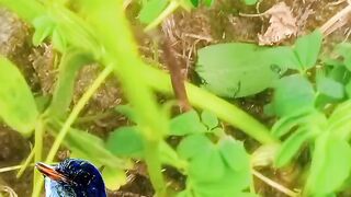 Small tidi