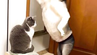 Funny vidéo