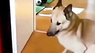 Funny animals video tiger and dog