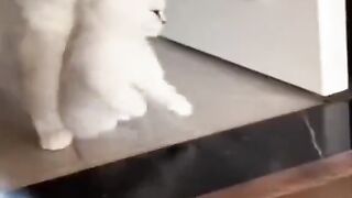CUTE AND BEAUTIFUL CATS FUNNY MOMENTS |PLEASE SUBSCRIBE MY CANNEL|