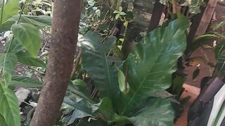 green plants that decorate houses in the village