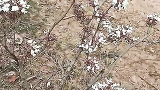 White palash flower is the flower of the tree