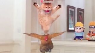 Funny cat videos ????