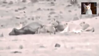 Amazing lion eaten alive buffalo.