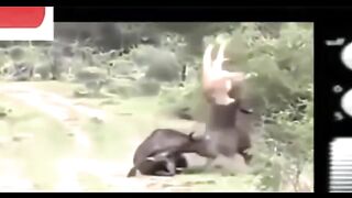 Amazing Epic Battle Between Lions and Bull.