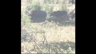 Flying Lion Buffalo lance un lion dans les airs.