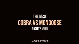 Cobra vs Mongoose Fights.