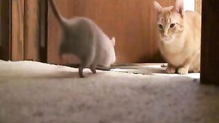 CAT and Rat