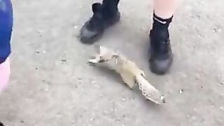 Thursty squirrel want water