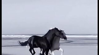 Horses