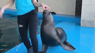 Gril and Animal