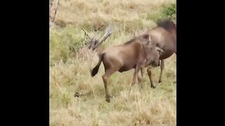 Léopard Vs buffle Incroyable bataille pour la survie.