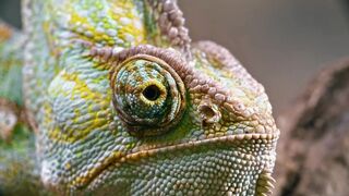 lizard pexels chameleon - الحرباية - جميلة.