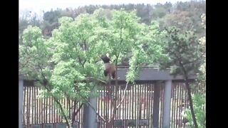 Panda playtime